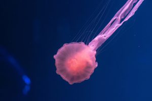 Photo by Sangga Rima Roman Selia on Unsplash