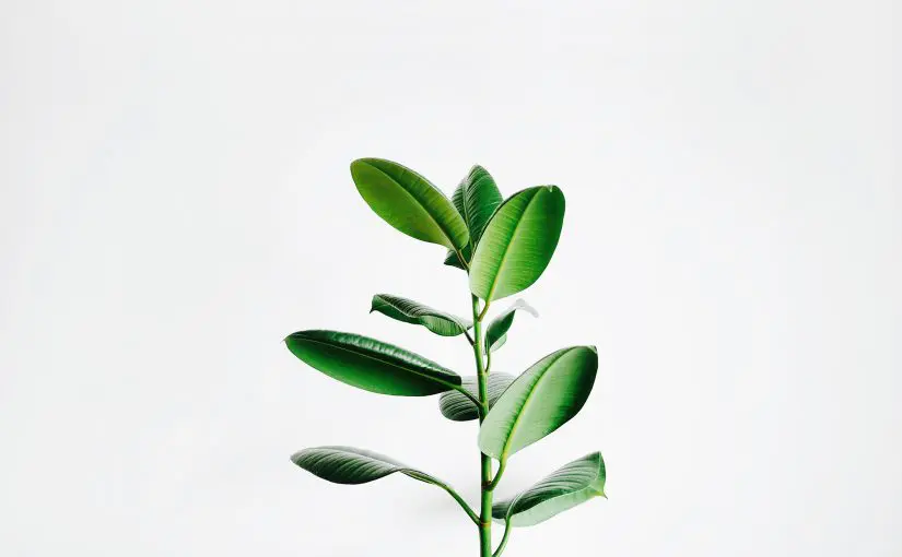 Go Green with Enterprise Resource Planning (ERP) Systems
