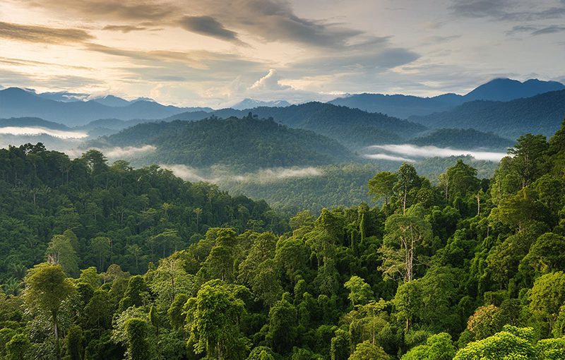 銀杏與現代HCM在商業軟件中的交集