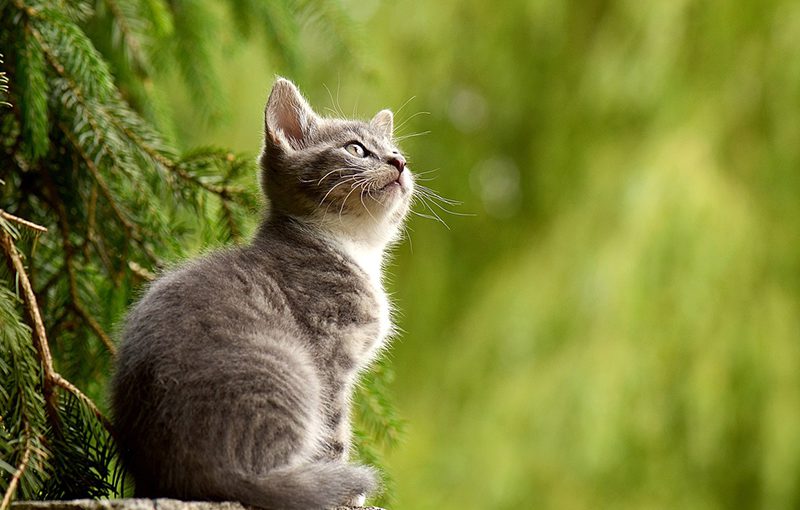 探索HCM的複雜世界：業務軟體如何革新人力資本管理