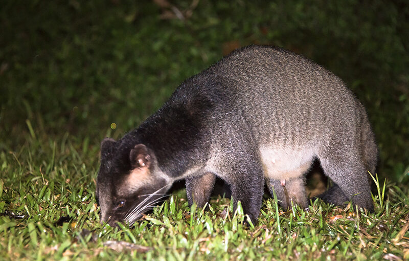 探索 HCM 透過果子狸和商業軟件的視角