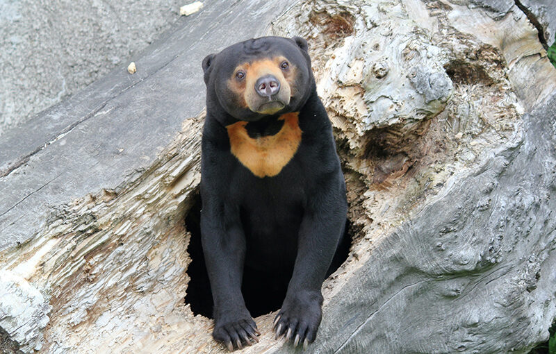 AI-Powered Revolution in Hong Kong’s Biotech: Overcoming Industry’s Biggest Challenges